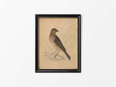 Meadow Pipit II Vintage Art Print