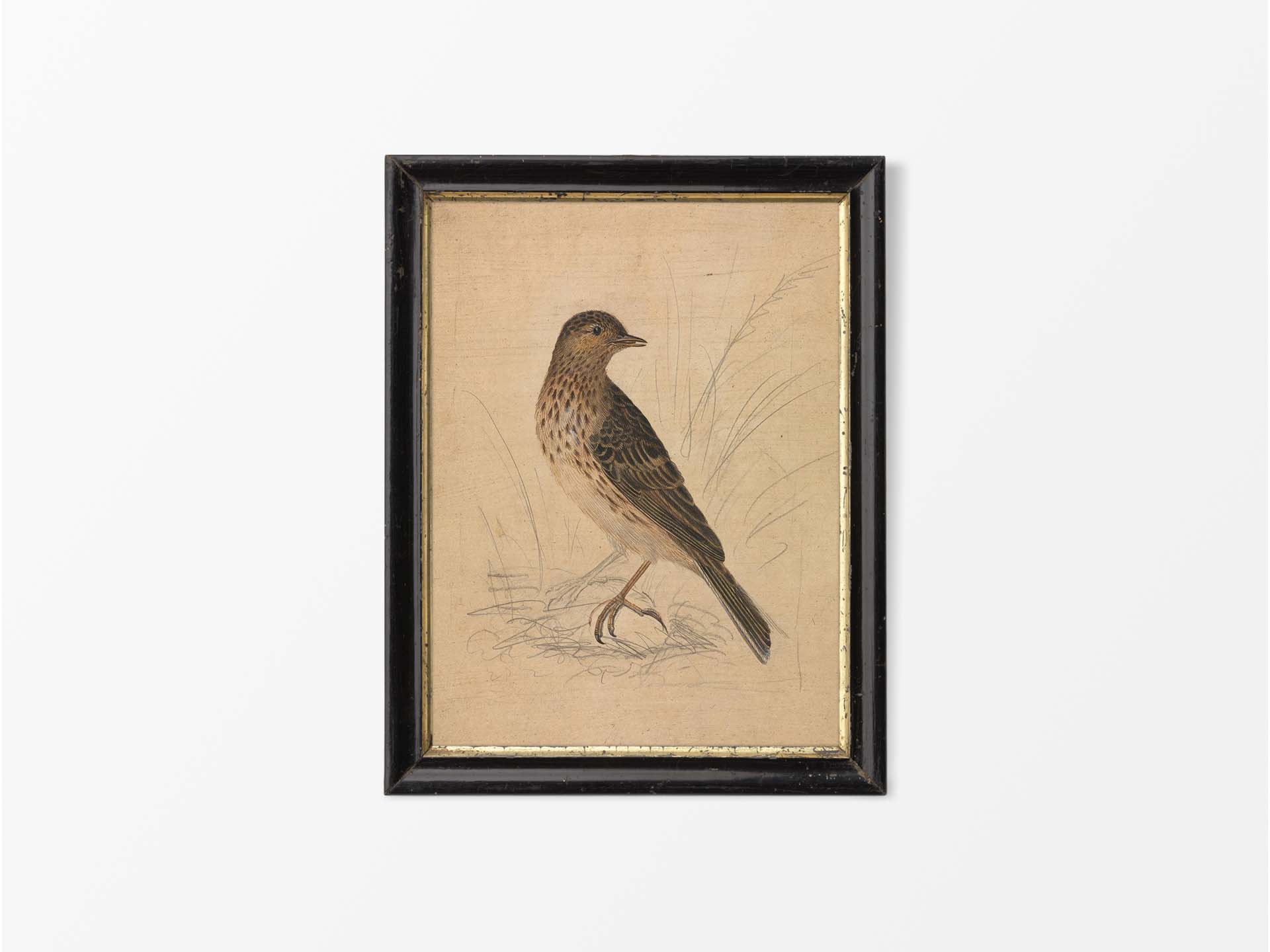 Meadow Pipit II Vintage Art Print
