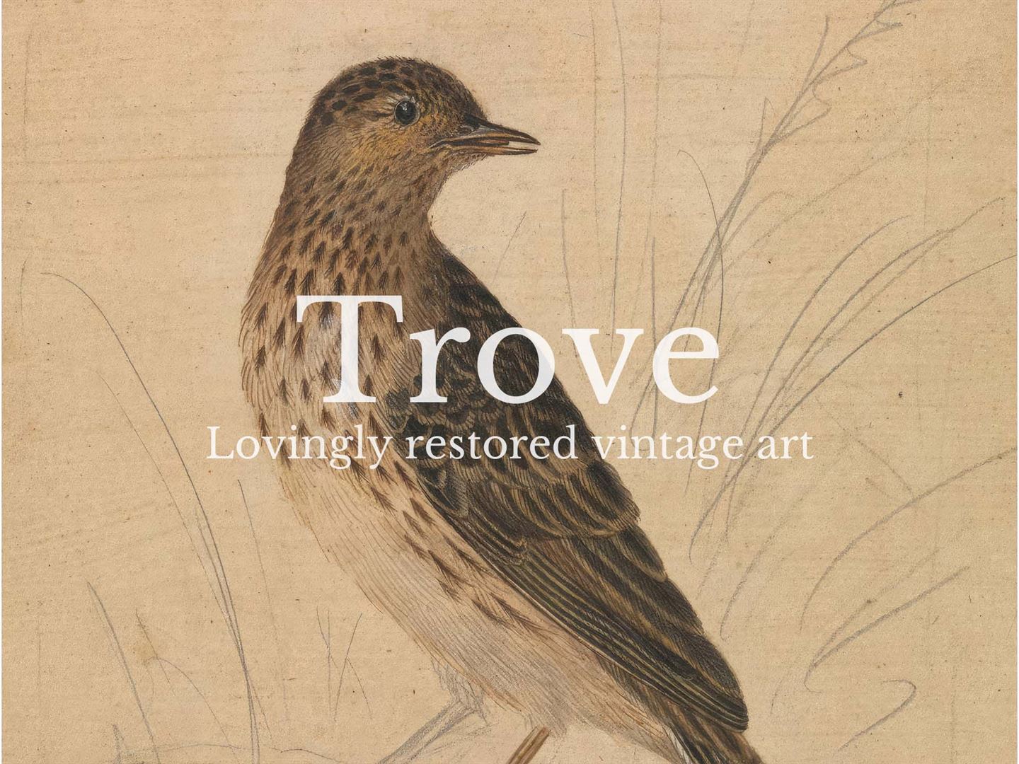 Meadow Pipit II Vintage Art Print