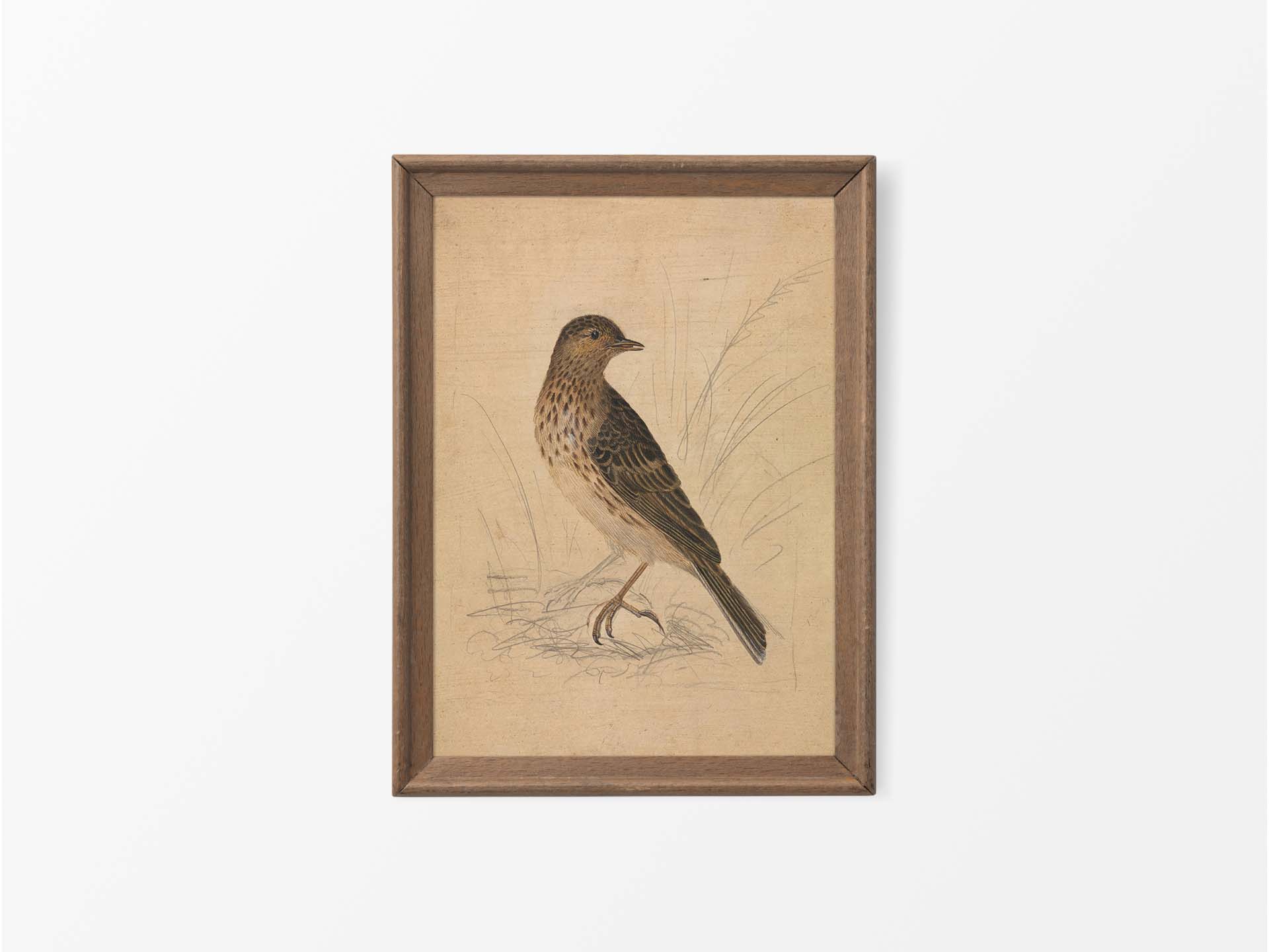 Meadow Pipit II Vintage Art Print