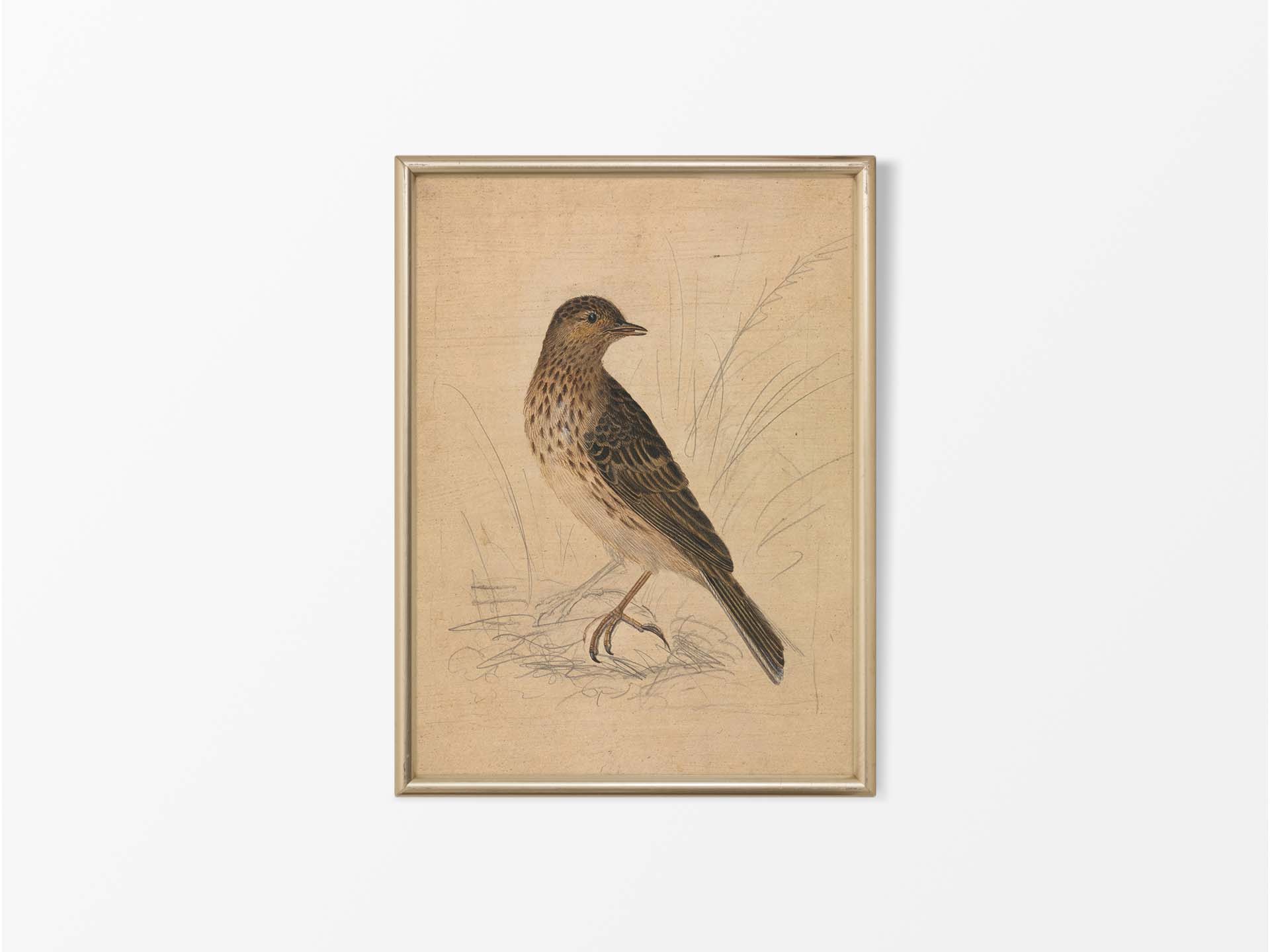 Meadow Pipit II Vintage Art Print