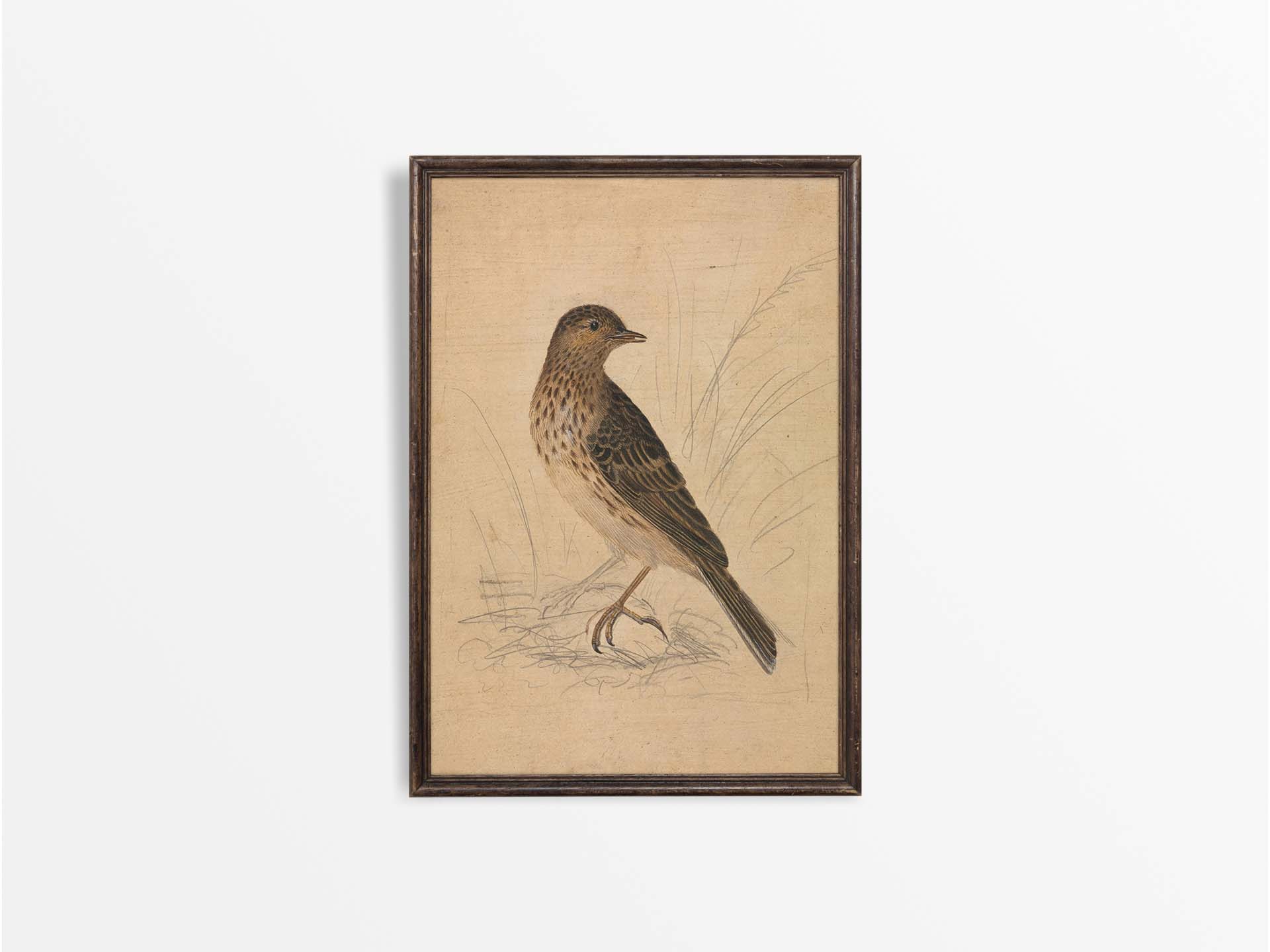 Meadow Pipit II Vintage Art Print