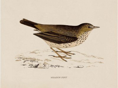 Meadow Pipit Vintage Art Print