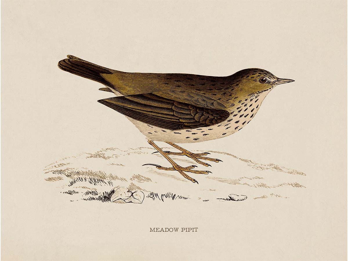 Meadow Pipit Vintage Art Print