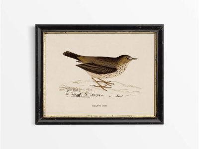 Meadow Pipit Vintage Art Print