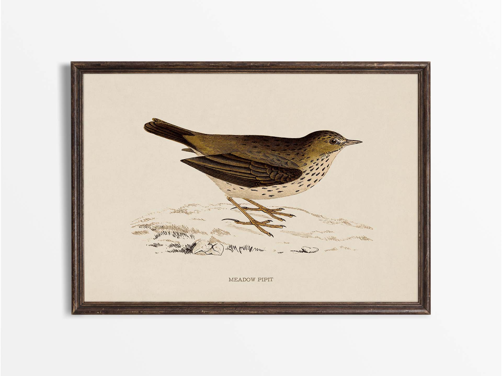 Meadow Pipit Vintage Art Print