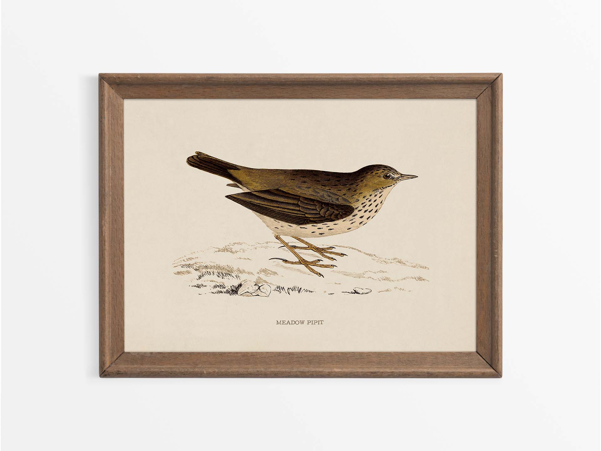 Meadow Pipit Vintage Art Print