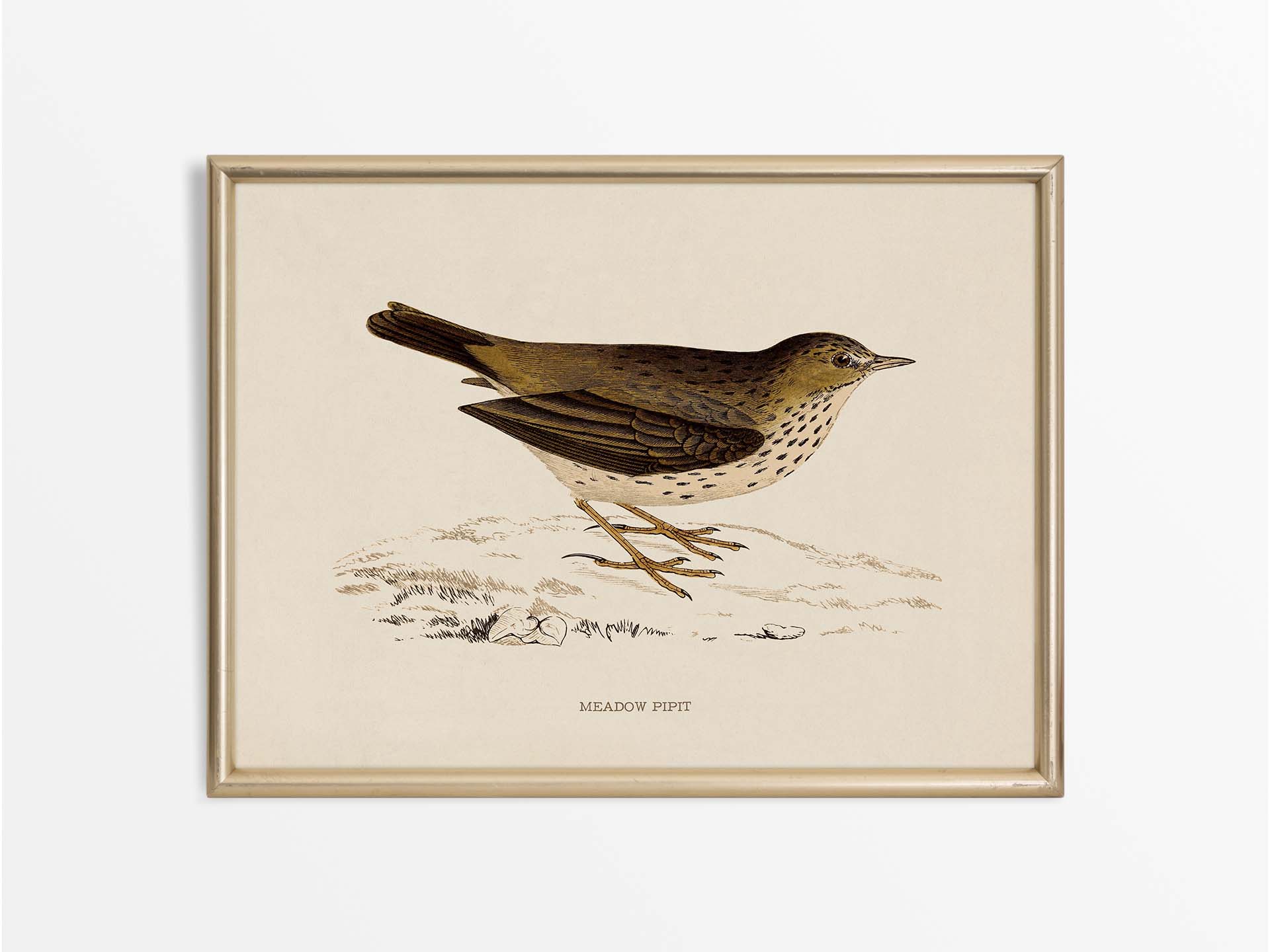 Meadow Pipit Vintage Art Print