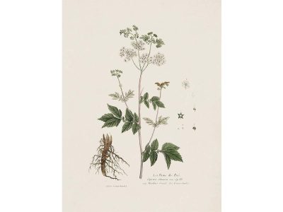 Meadowsweet Vintage Art Print