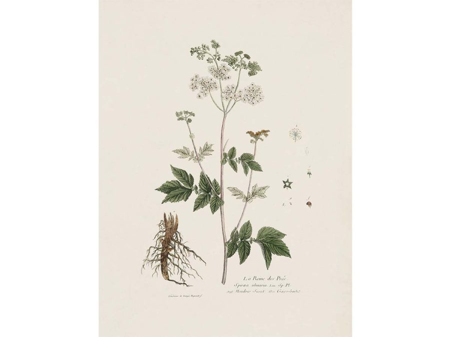Meadowsweet Vintage Art Print