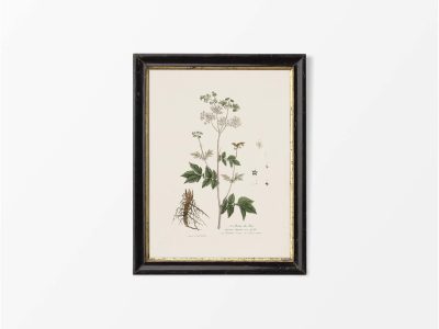 Meadowsweet Vintage Art Print