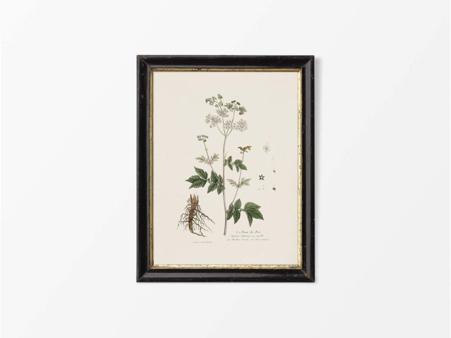 Meadowsweet Vintage Art Print