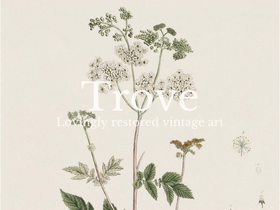 Meadowsweet Vintage Art Print