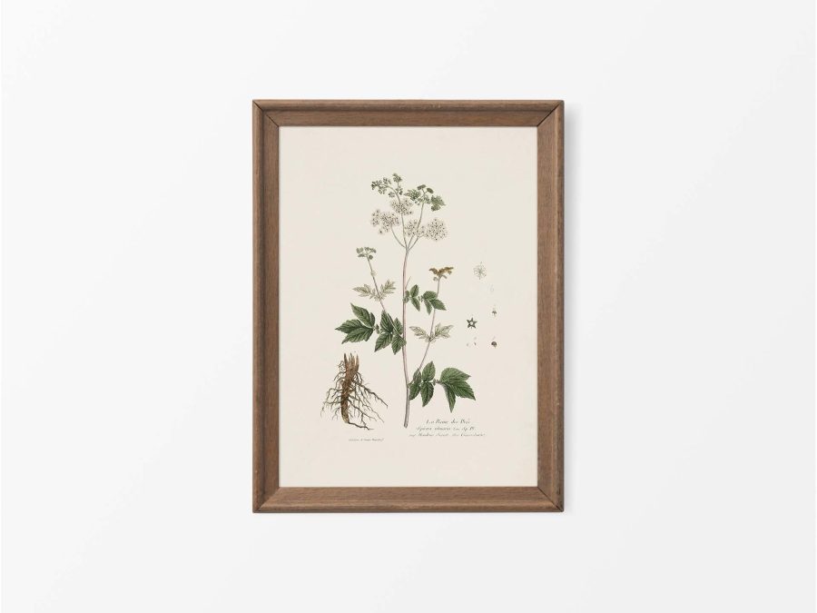 Meadowsweet Vintage Art Print