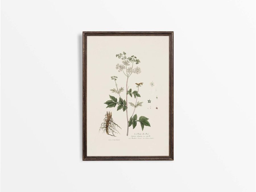 Meadowsweet Vintage Art Print