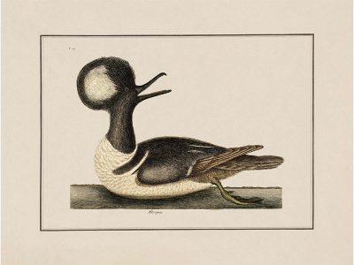 Merganser Vintage Art Print