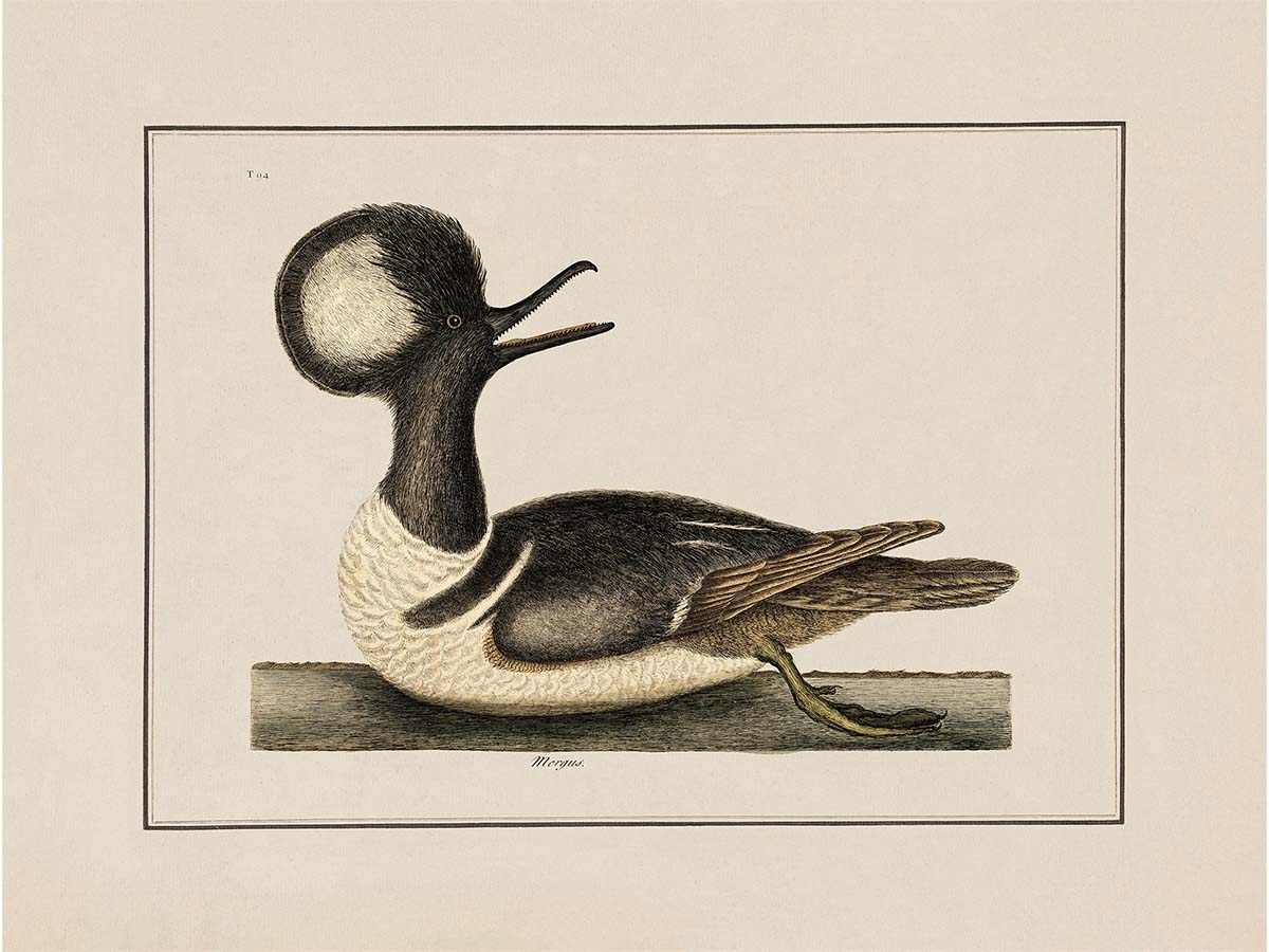 Merganser Vintage Art Print