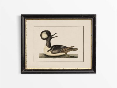 Merganser Vintage Art Print