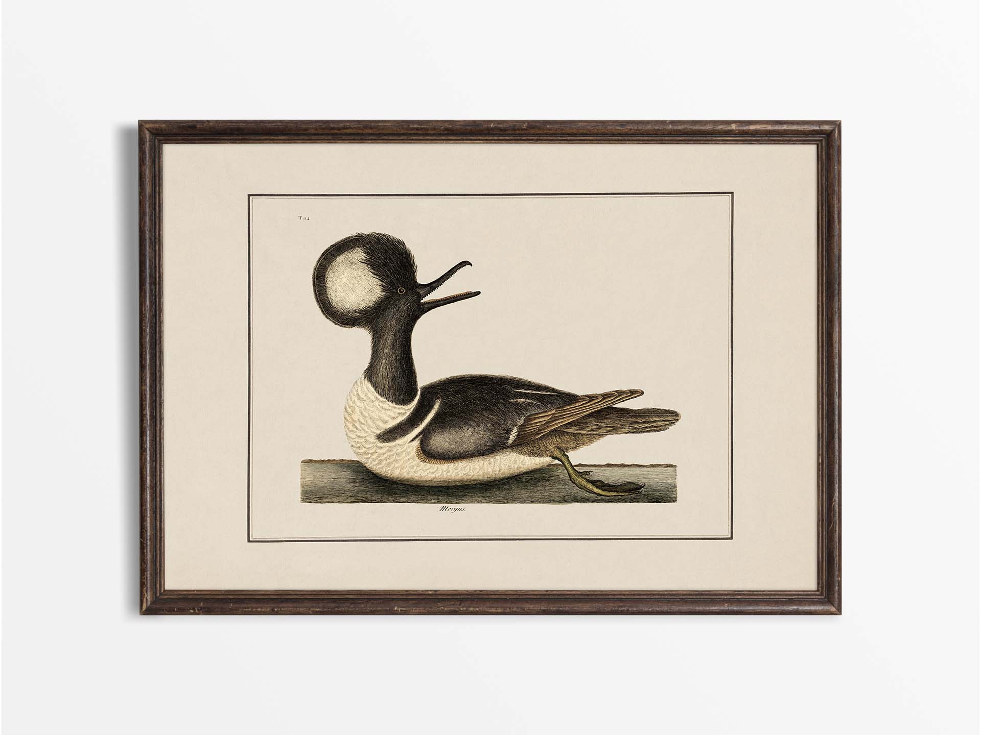 Merganser Vintage Art Print