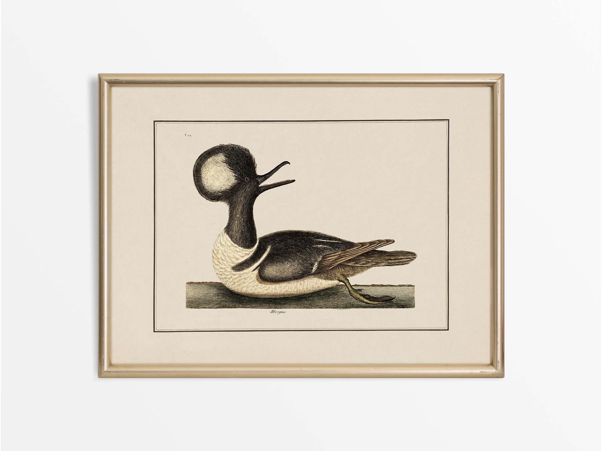 Merganser Vintage Art Print