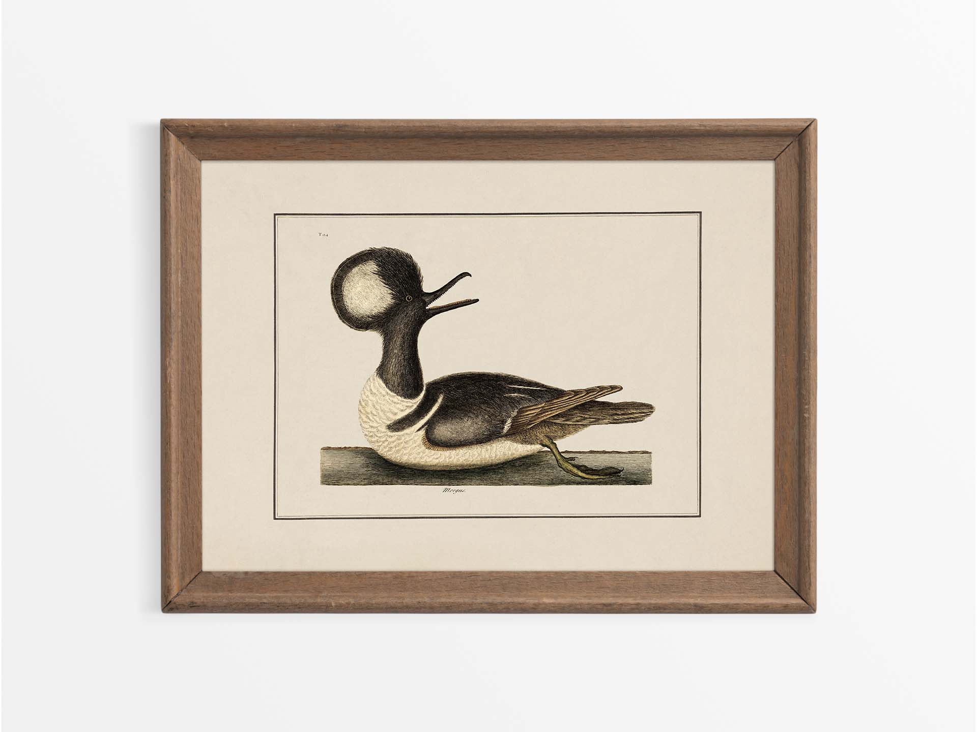 Merganser Vintage Art Print