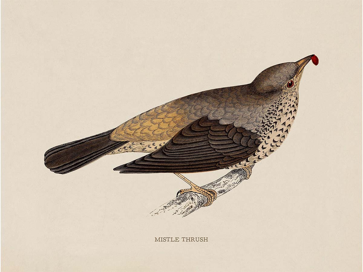 Mistle Thrush Vintage Art Print