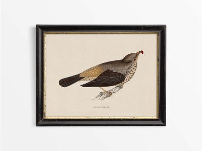Mistle Thrush Vintage Art Print