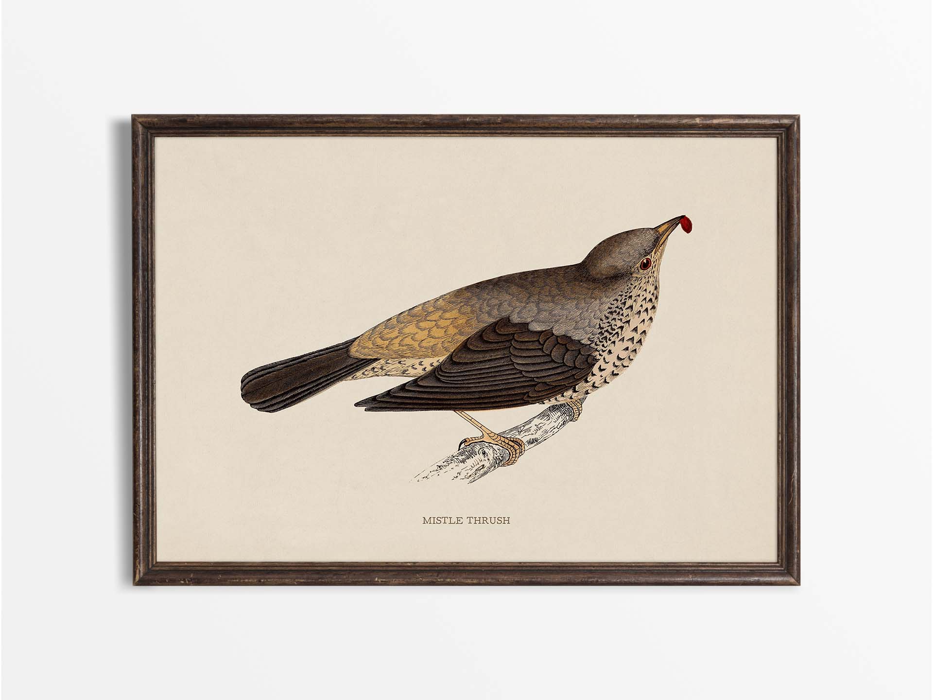 Mistle Thrush Vintage Art Print