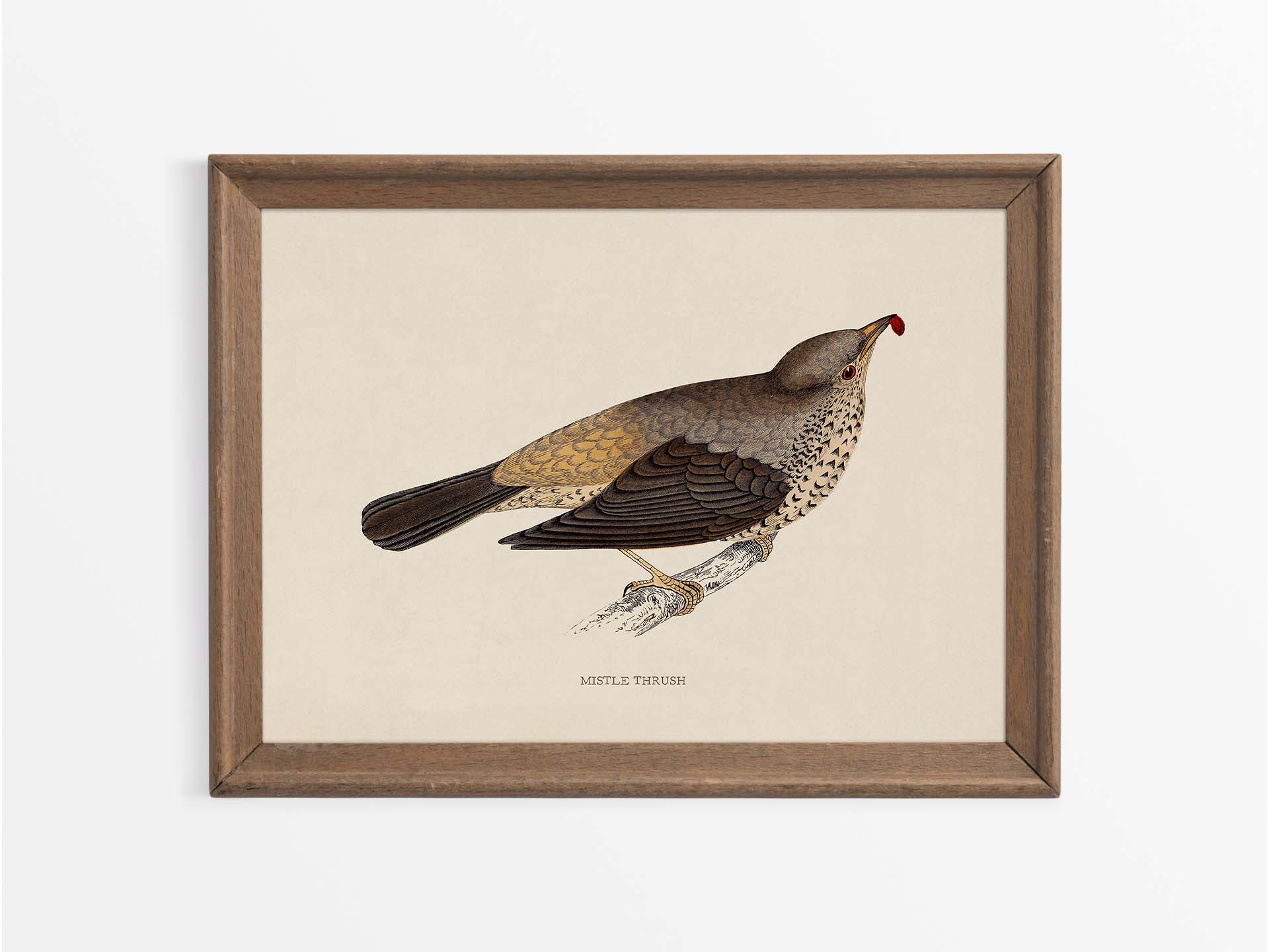 Mistle Thrush Vintage Art Print