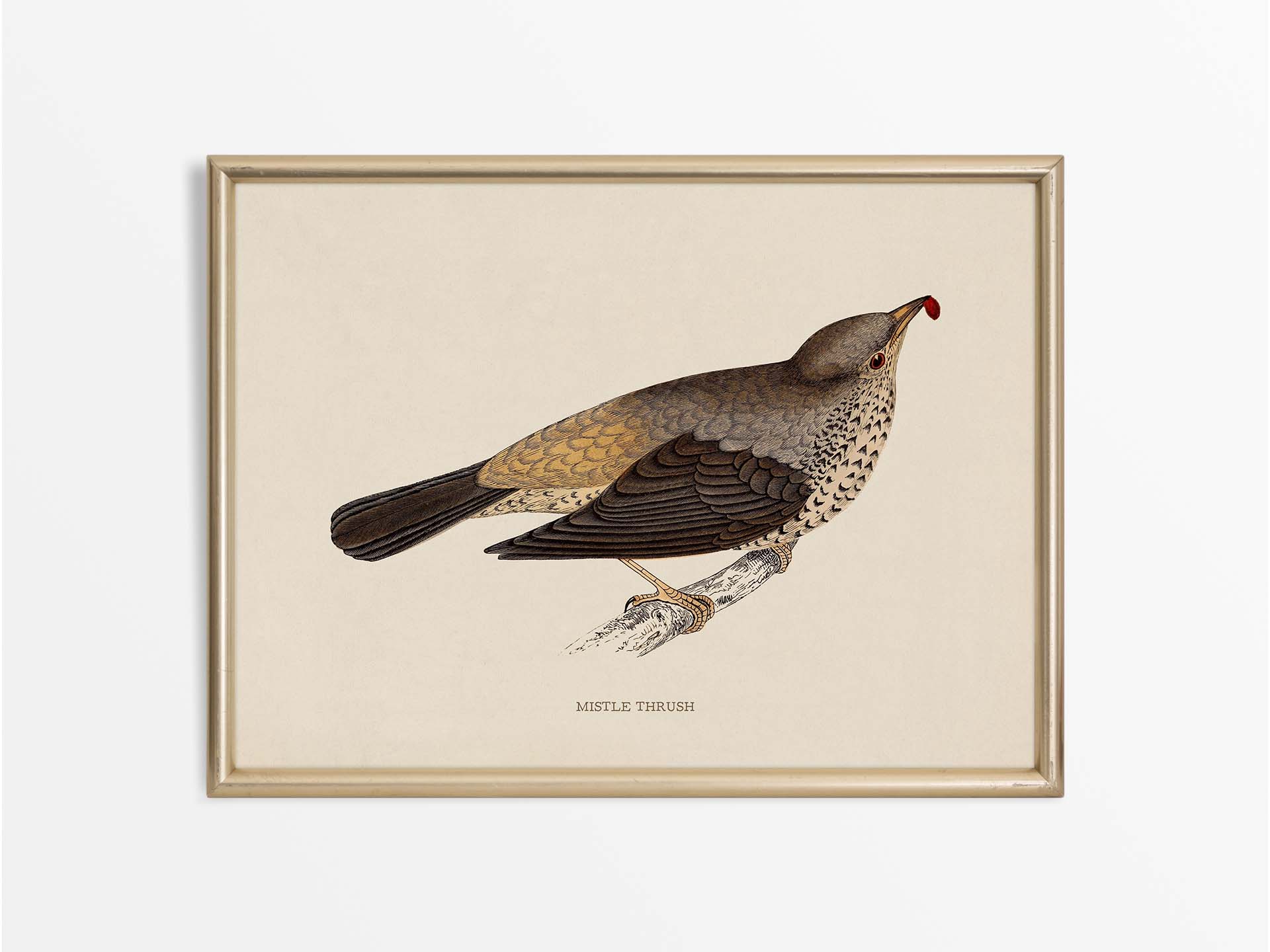 Mistle Thrush Vintage Art Print