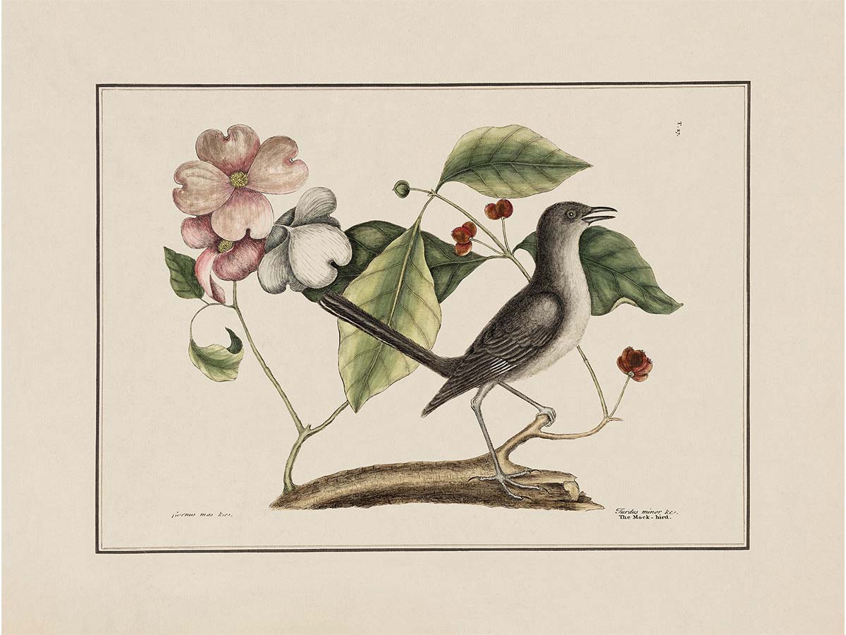 Mockingbird Vintage Art Print