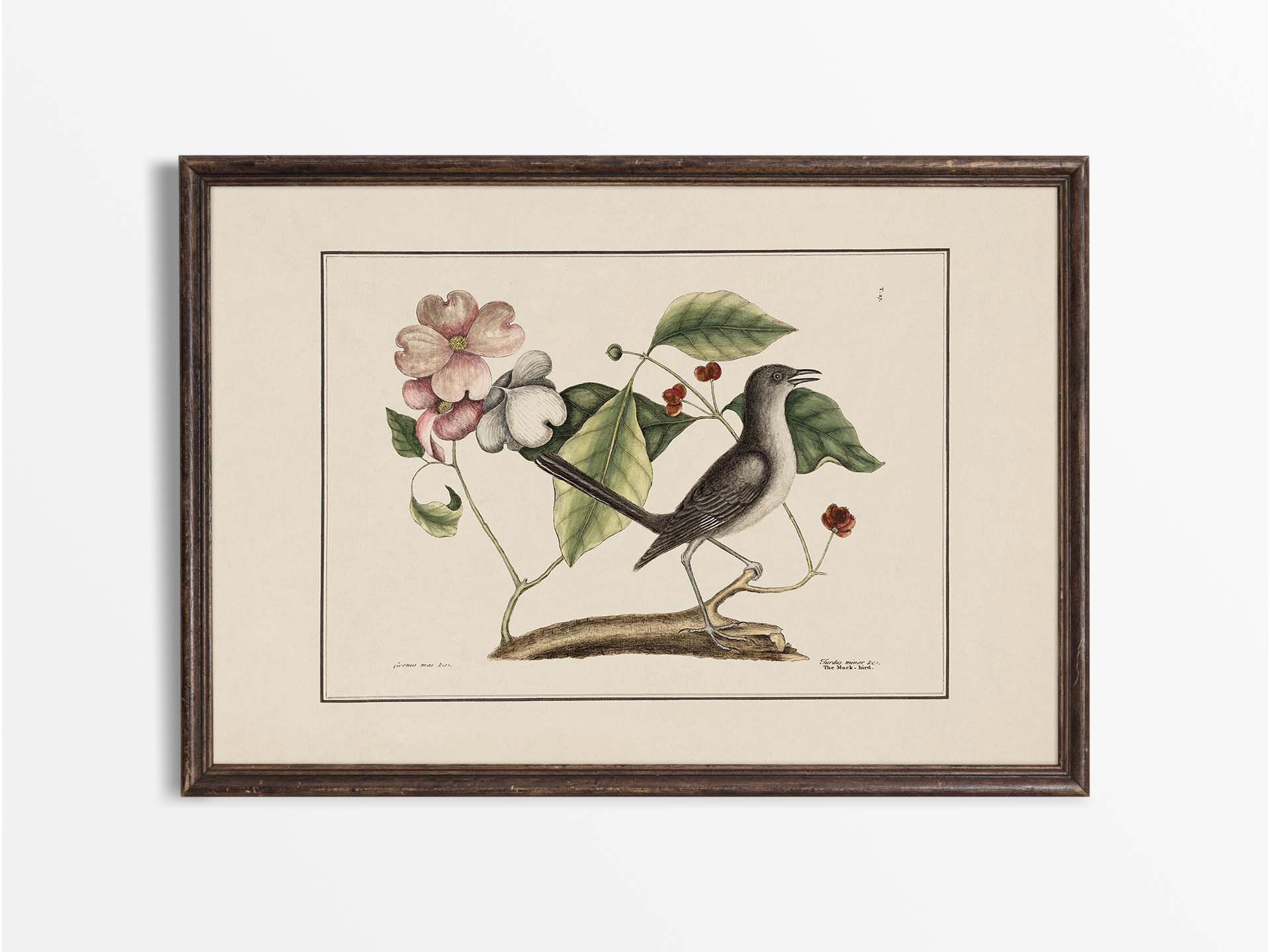 Mockingbird Vintage Art Print