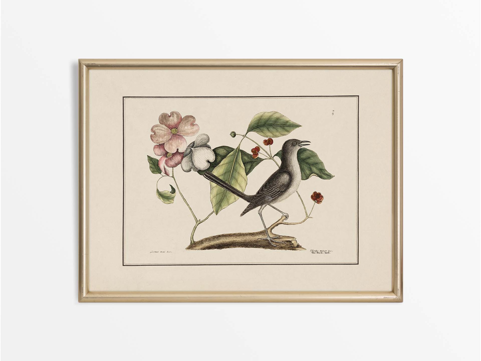 Mockingbird Vintage Art Print