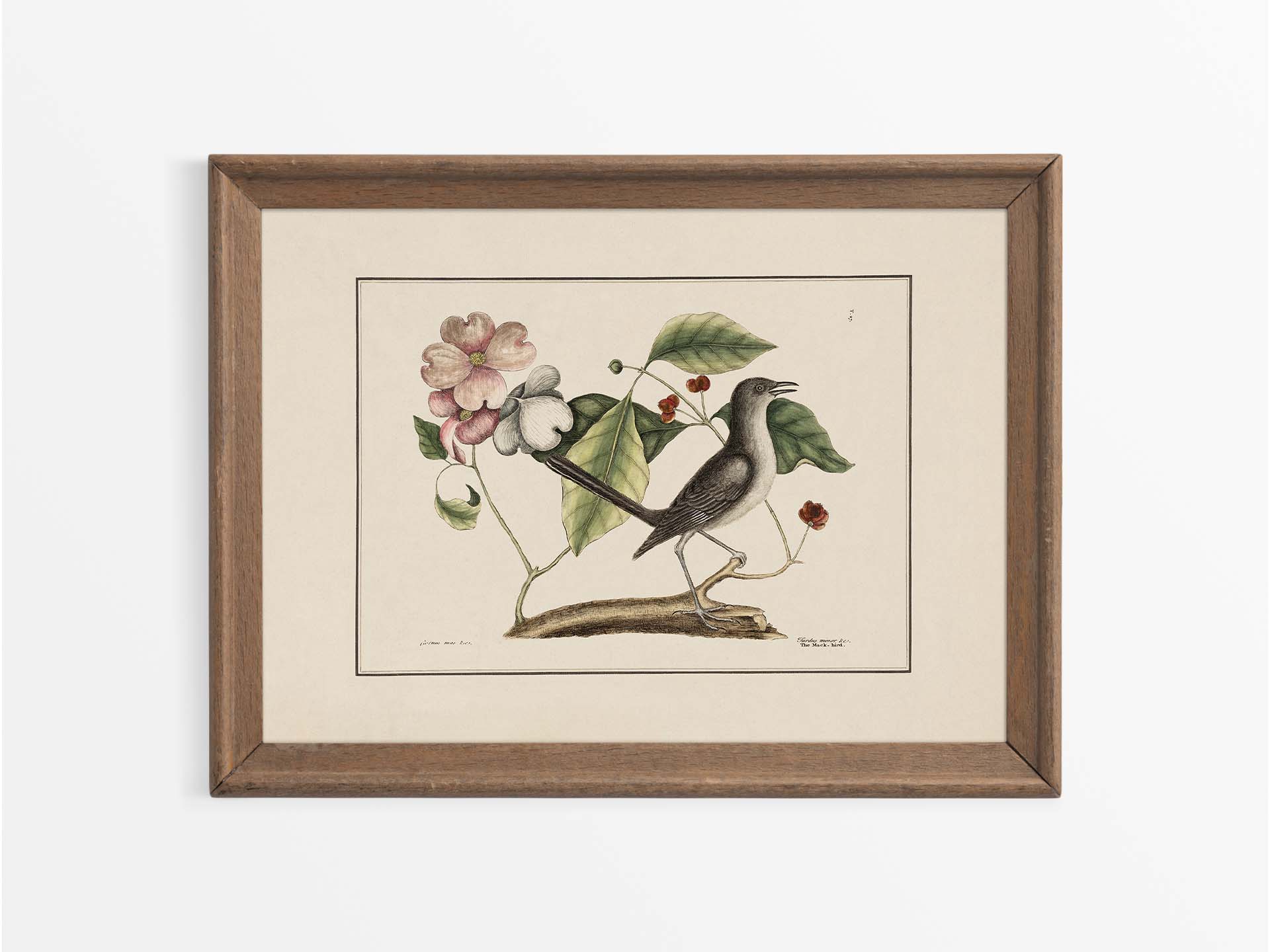 Mockingbird Vintage Art Print