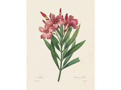 Nerium Oleander Vintage Art Print