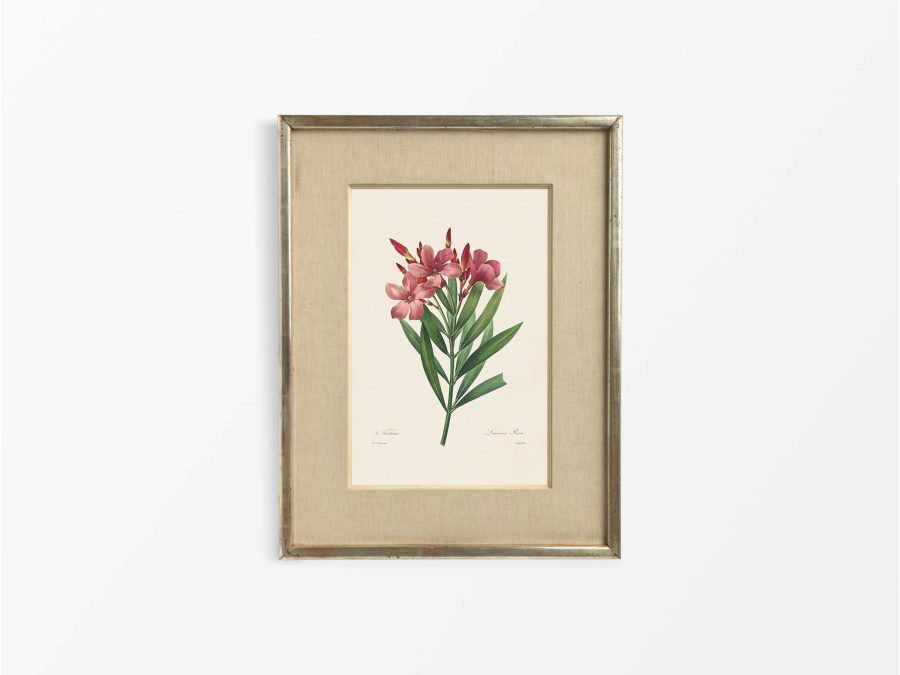 Nerium Oleander Vintage Art Print