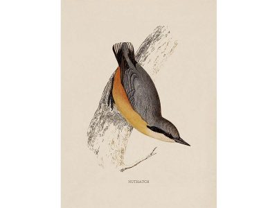 Nuthatch Vintage Art Print