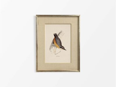 Nuthatch Vintage Art Print
