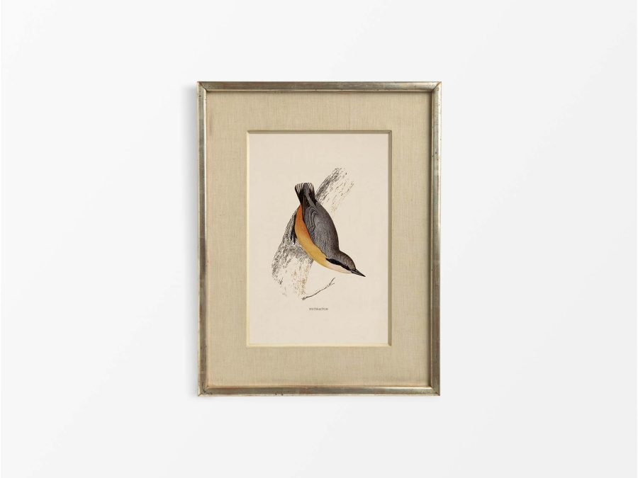 Nuthatch Vintage Art Print