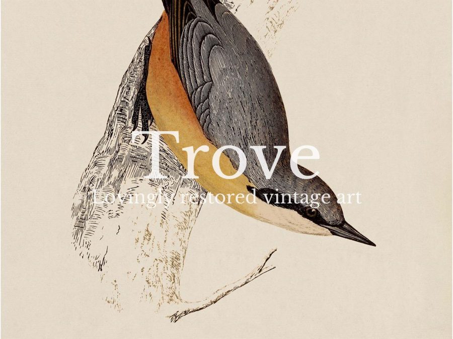 Nuthatch Vintage Art Print