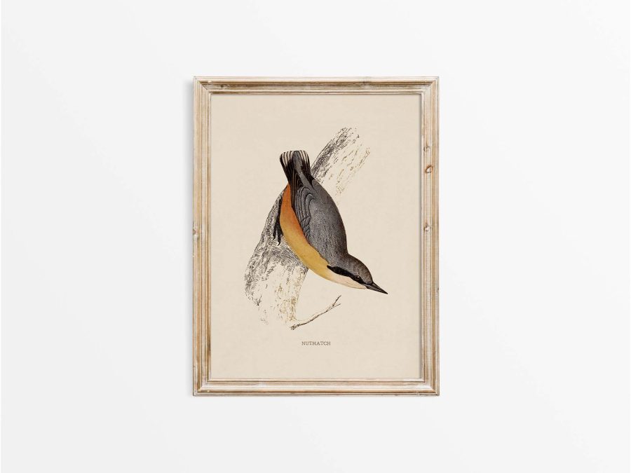 Nuthatch Vintage Art Print