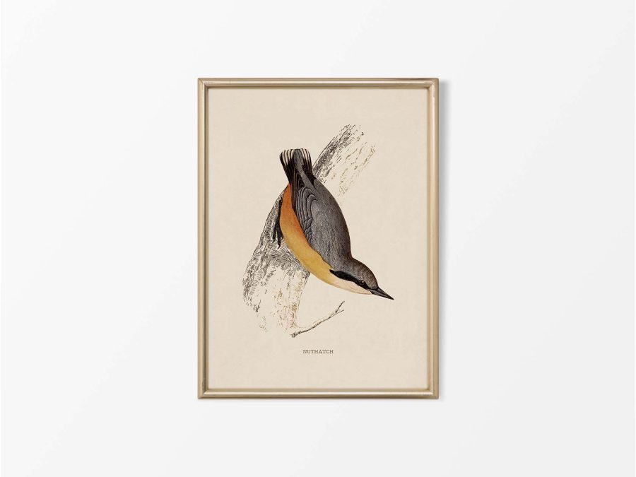 Nuthatch Vintage Art Print