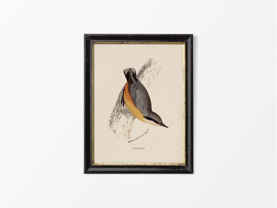 Nuthatch Vintage Art Print