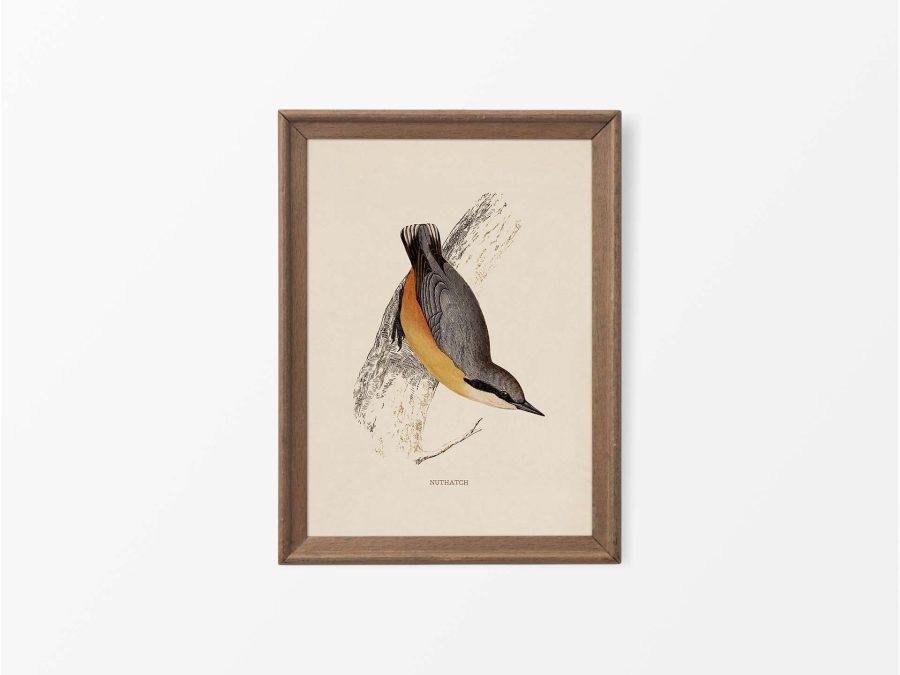 Nuthatch Vintage Art Print