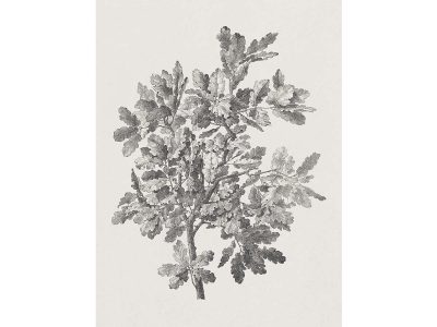 Oak Sketch Vintage Art Print