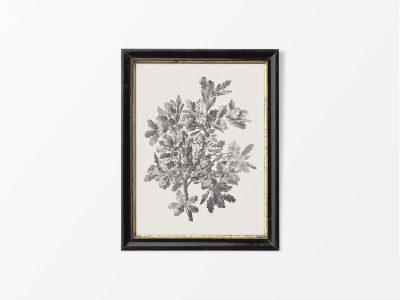 Oak Sketch Vintage Art Print