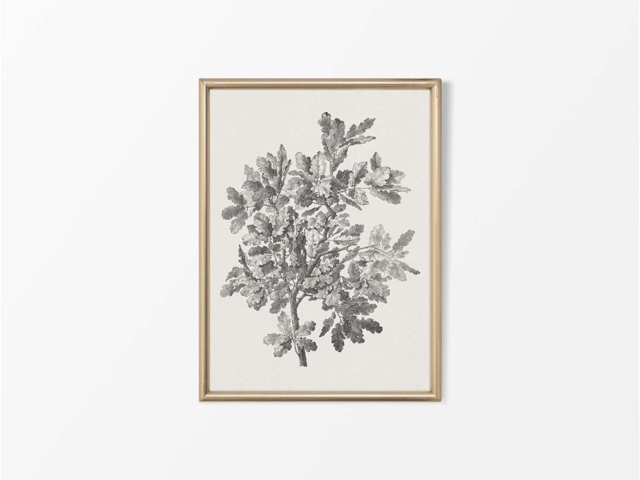 Oak Sketch Vintage Art Print