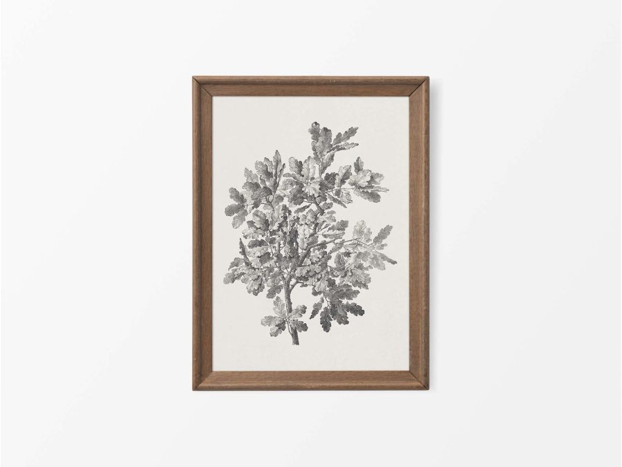 Oak Sketch Vintage Art Print