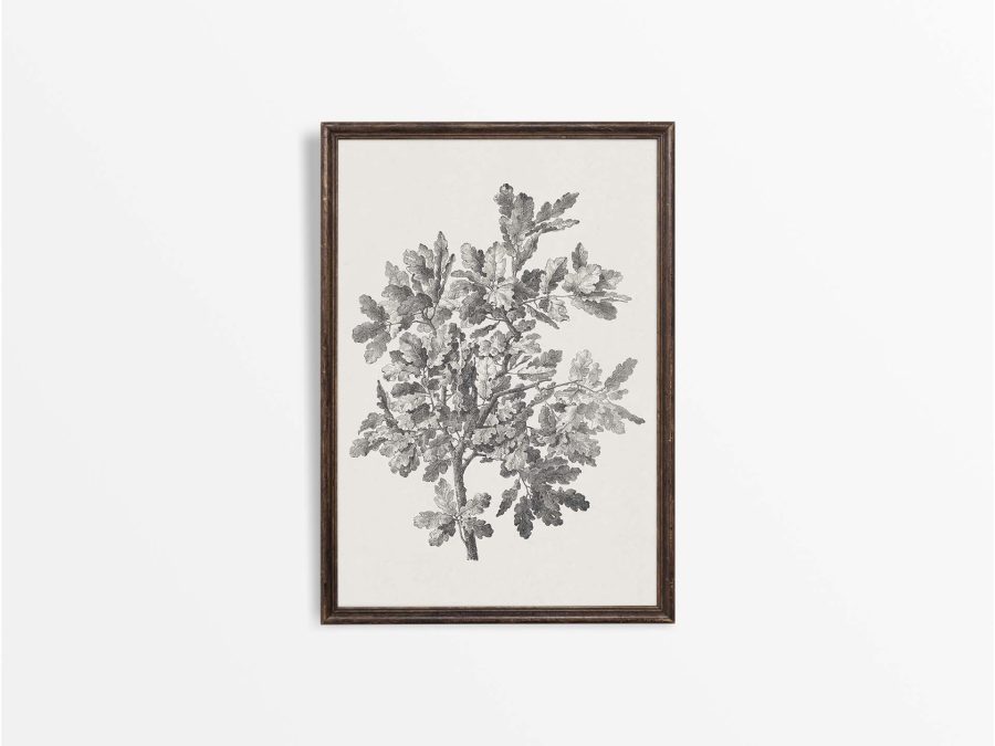 Oak Sketch Vintage Art Print