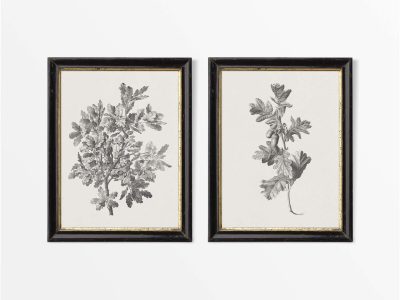 Oak Sketches (Set of Two) Vintage Art Prints